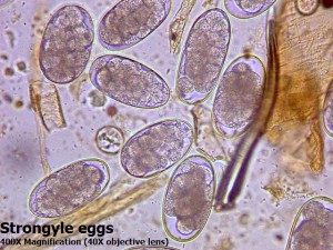 thumbnail image 2 of Horse Parasite Test Kit - Mail-In Laboratory Analysis For Internal Worms And Deworming 2 of 3